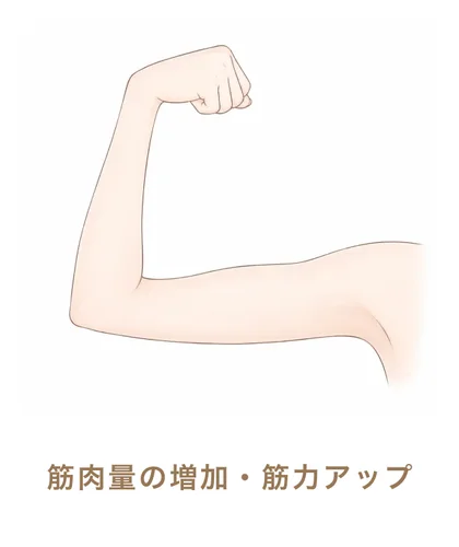 筋肉量の増加・筋力アップ