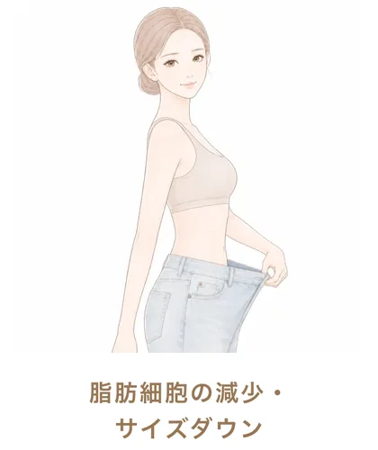 脂肪細胞の減少・サイズダウン