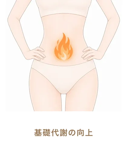 基礎代謝の向上