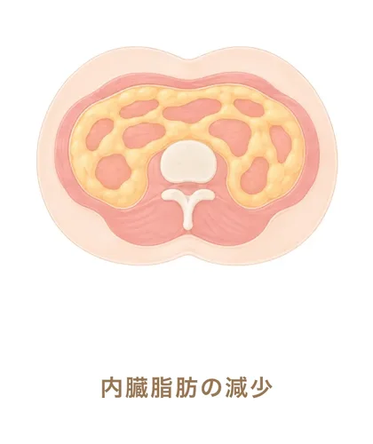 内臓脂肪の減少
