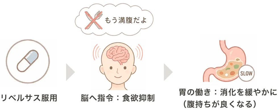 リベルサス服用 → 脳へ指令：食欲抑制 → 胃の働き：消化を緩やかに（腹持ちが良くなる）の流れを示す図